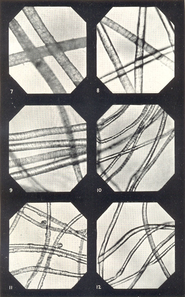WOOL FIBRES. China; New Zealand; Port Philip; S American; Cape Merino 1912